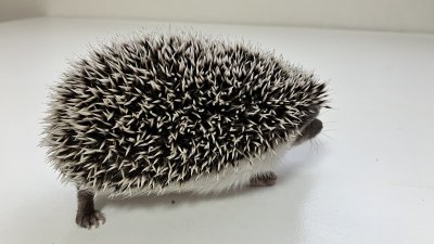 画像2: ハリネズミ♀   スタンダード